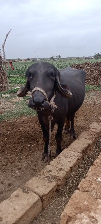 ખડેલી     વેચવાની છે