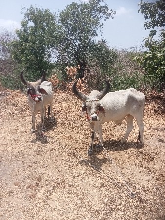 વાછડા વેચવાના છે