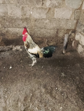 કોઈ ભાઈને  લેવો હોય તો ફોન કરો