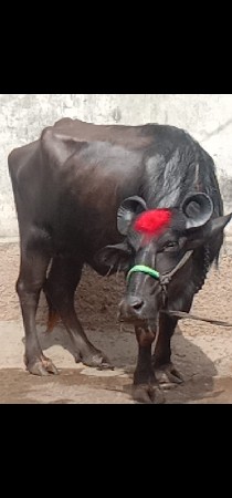 ભેંસ વેચવાનું છે 1 છે
