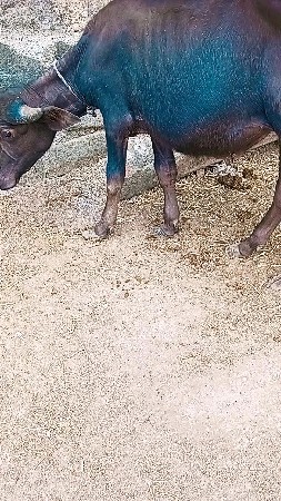 પાડો
