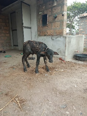 વેચવાનું છે