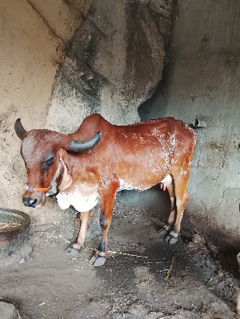 વેચવાની
