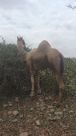 તો વેચવાનો છે