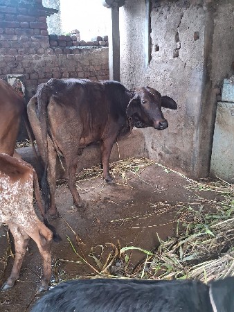 કોષ ગાય વેચવાની છે
