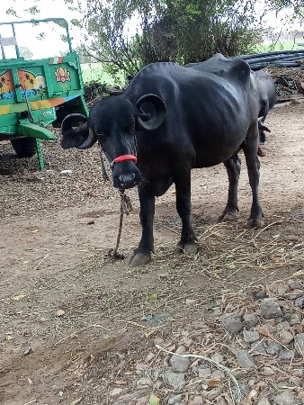 ભેંસ વેચવાની છે  બીજું વેતર