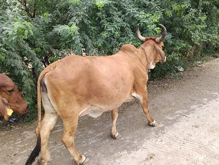3વેતર ગાય વેચવાની સે