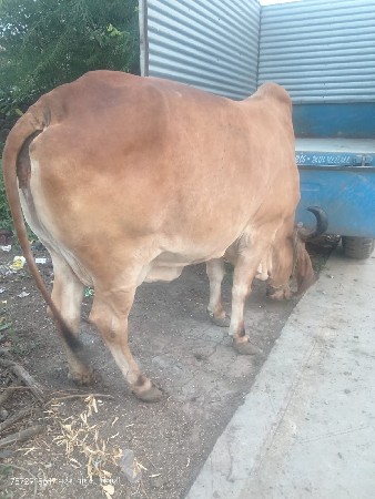 બે દેશી ગાય વેચવાની છે
