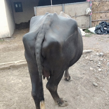 bhesh vechavani che