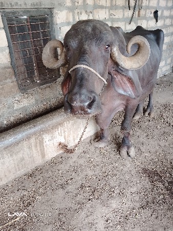 ભેંસ વેચવાની છે