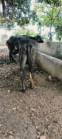 ખડેલી