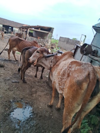 ગાય વેચવાની છે