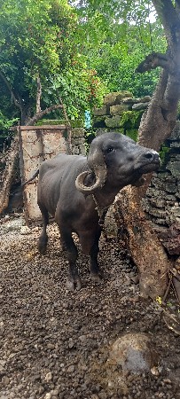 પેલા વેતર  જાફરાબાદી ખડેલી