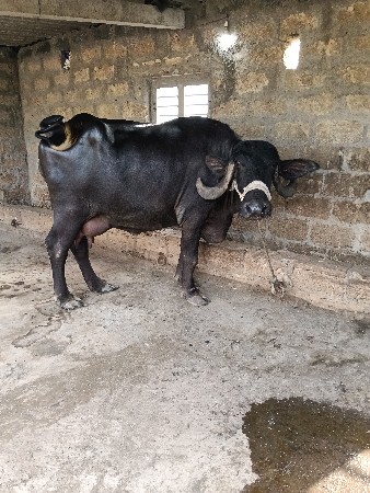 ભેંસ વેચવાની છે
