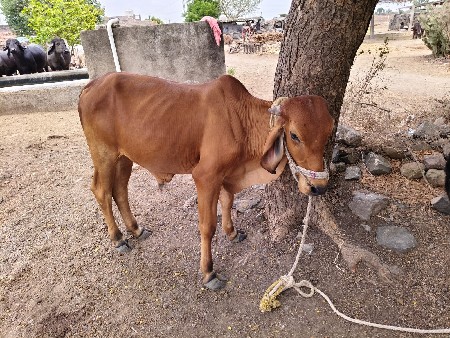 વાછડા