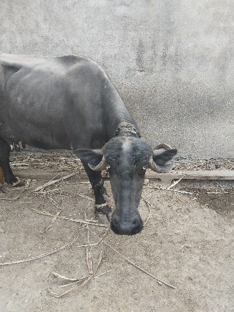 ભેંસ વેચવાની છે