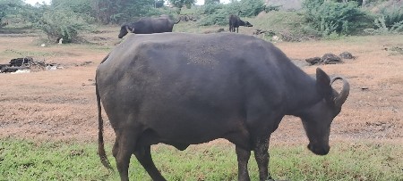 બે ભેંસો વેચવાની