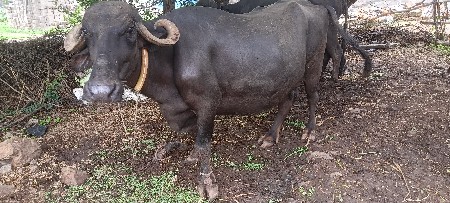 ભેંસ વેચવાની છે 3 જુ વેતર છે