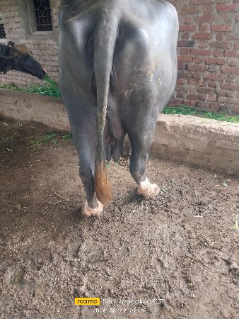 ભેશ
