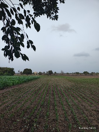 માંડવી નુ બિયારણ વેચવાનું છે