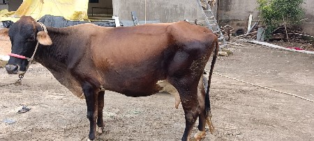 બીજું વેટર બે મહિનાની  વિયાનેલ