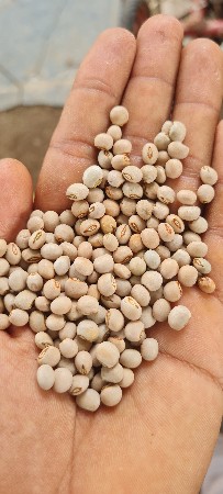 તુવેર બિયારણ (જાપાન ટુ )