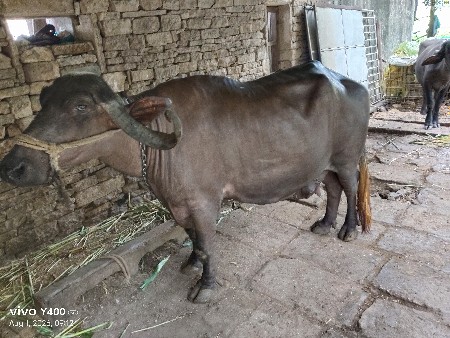 ભેંસ વેચવાની છે 
પાંચમું વેતર છે
