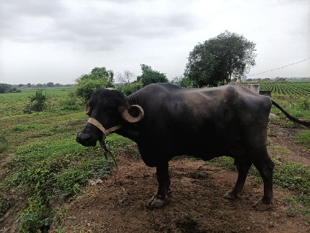 ભેંસ વેચવાની છે