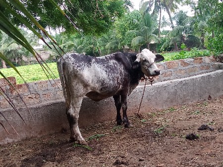 ગાય વેચવાની છે