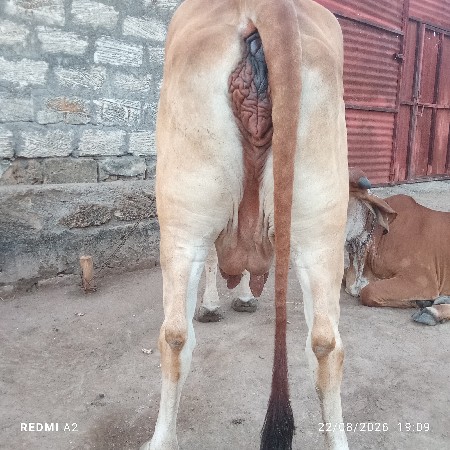 ગાય વેચવાની છે