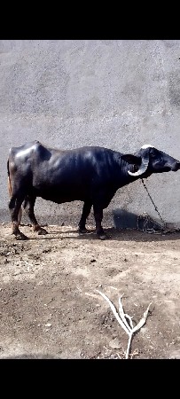 ભેંસ