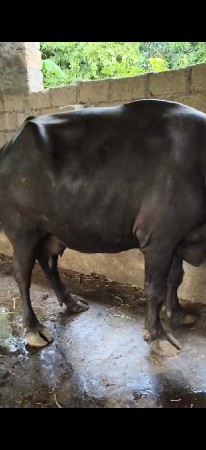 ભેંસ વેચવાની છે
