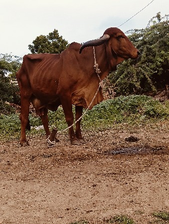 ગાય