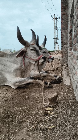 ગોઢલા વેચવાના