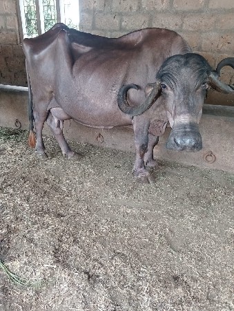 ભેંશ વેચવાની