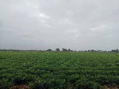 જામ રાવલ માં જમીન વેચવાની છે.