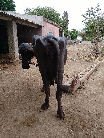 ર વેતર તાજી વ્યાોલી ભેસ છે