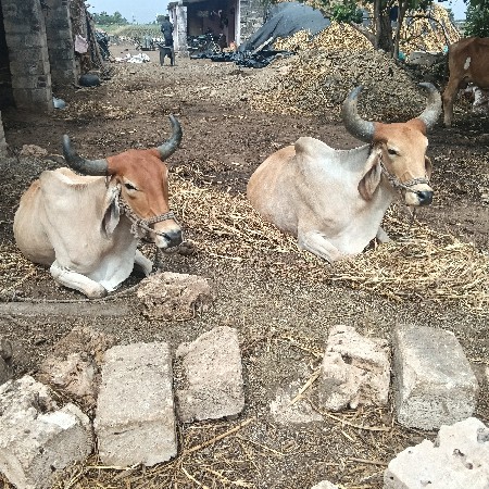 બળદ વેચવાના છે