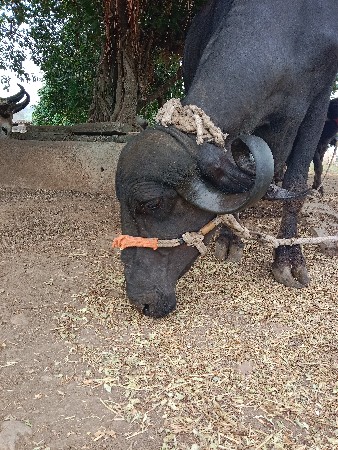 ભેંસ