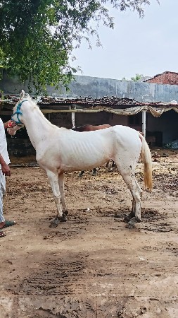 સાટાઈ કરવાના વેચાતી પણ દેવાની છે