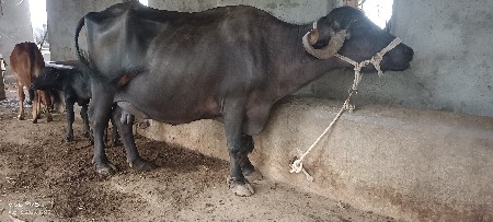 ભેંસ