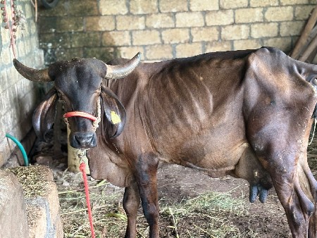 ક્રોસ ગાય વેચવાની છે