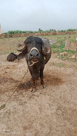 ભેંશ વેચવા ની છે