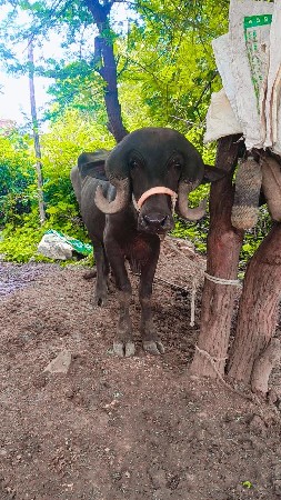 વેચવાનો છે
