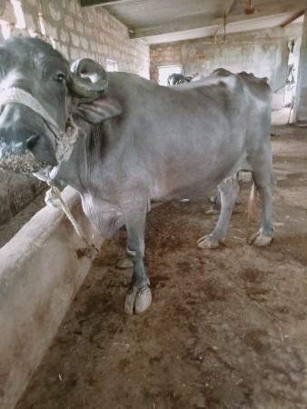 ભેશવેશવાનીશે