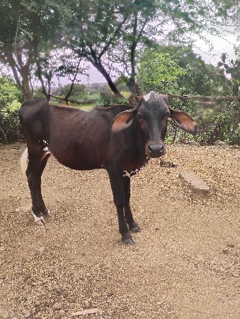 વાછડી વેચવાની છે
