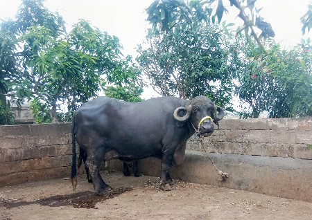 ભેસ વેચવા ની છે