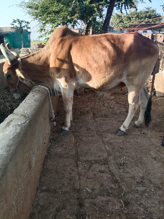 બળદ વેચવાનો છે