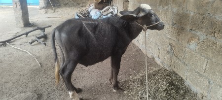 આ પોડો વેચવા નો છે