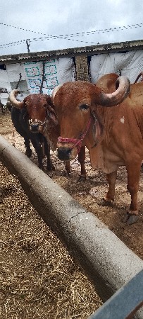 બરલ